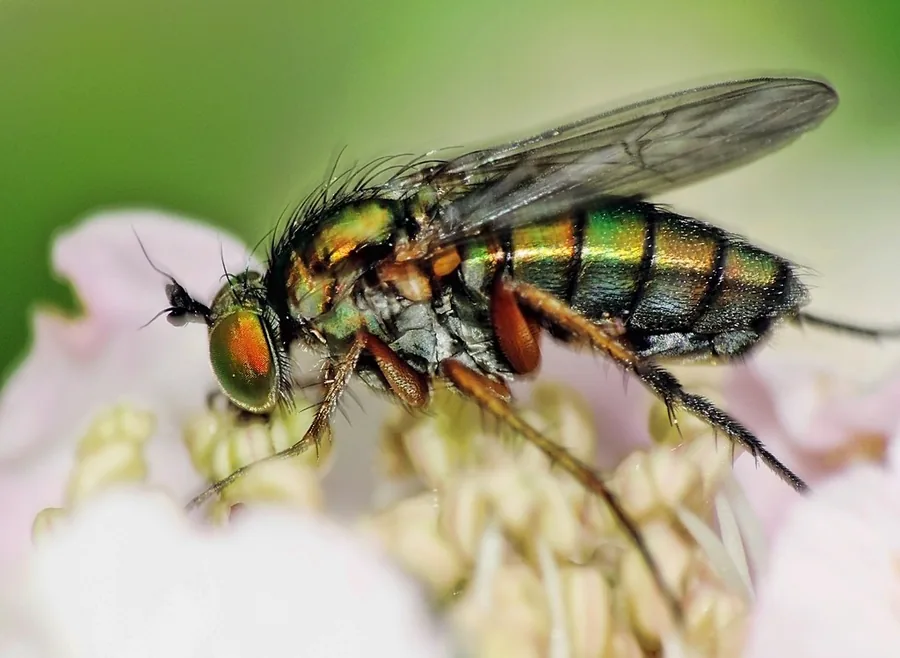 Fliegen