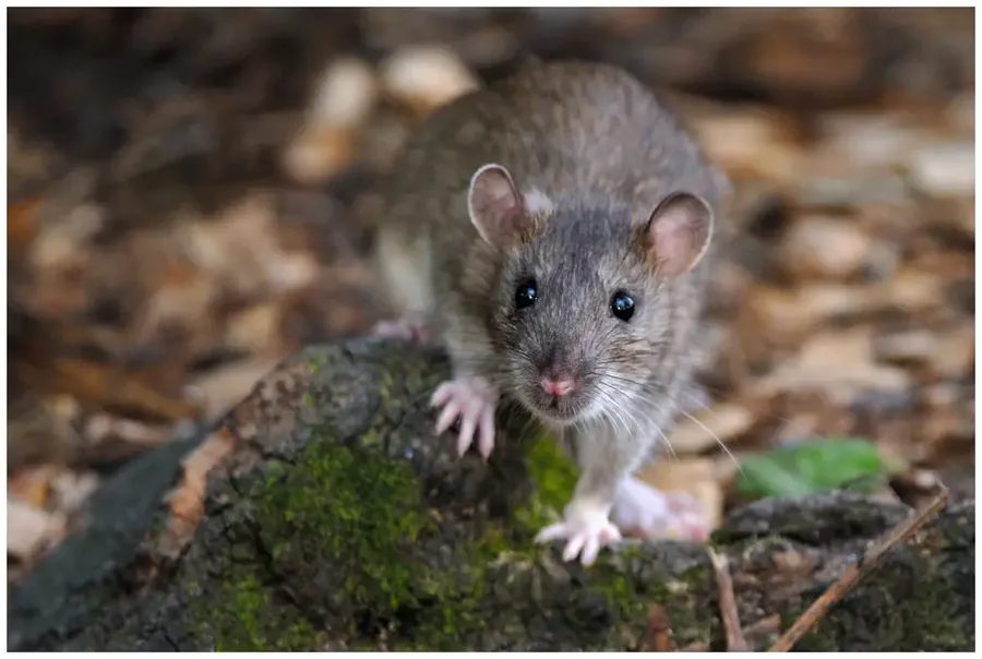 Ratten (Wanderratte)