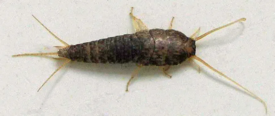 Silberfische