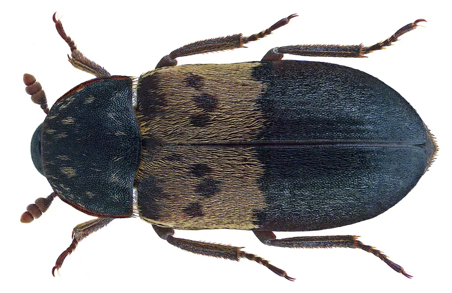 Speckkäfer