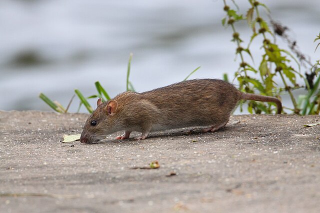 Ratten (Wanderratte)